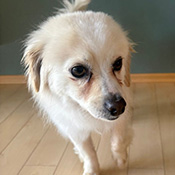 Max hat ein neues Zuhause gefunden braucht aber Unterstützung!