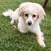 Max hat ein neues Zuhause gefunden braucht aber Unterstützung!