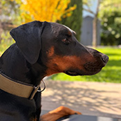 Aaron sucht ein neues Zuhause