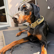 Aaron sucht ein neues Zuhause