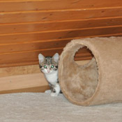 Kleines Katzenmädchen Julchen