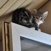 Kleines Katzenmädchen Julchen
