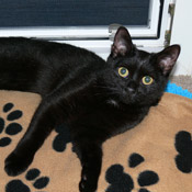 Katze Tamee (früher Marie)