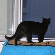 Katze Tamee (früher Marie)