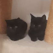 Zwei Katzenjungs haben ein neues Zuhause gefunden!