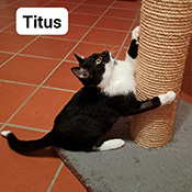 Titus sucht ein neues Zuhause