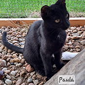 Paula sucht ein neues Zuhause