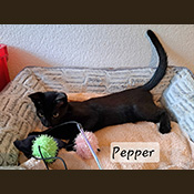 Pepper sucht ein neues Zuhause