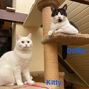 Kitty und Dottie suchen ein neues Zuhause