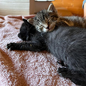 Finn und Tom suchen ein neues Zuhause