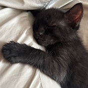 Tom sucht ein neues Zuhause