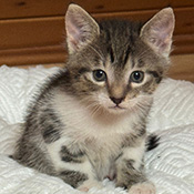 Finn sucht ein neues Zuhause