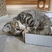 Leo sucht ein neues Zuhause.