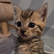Leo sucht ein neues Zuhause.