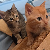 Leo und Lenny suchen ein neues Zuhause.