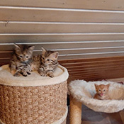 Leo und Lenny suchen ein neues Zuhause.