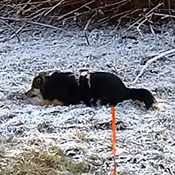 Sissi sucht ein neues Zuhause