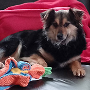 Sissi sucht ein neues Zuhause