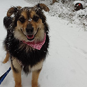 Sissi sucht ein neues Zuhause