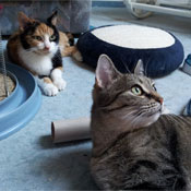 Cleo, Polly und Fridolin - von Straßenkatzen zu Wohnungskatzen