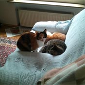 Cleo, Polly und Fridolin - von Straßenkatzen zu Wohnungskatzen