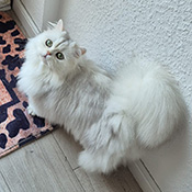 Luna wird vermisst