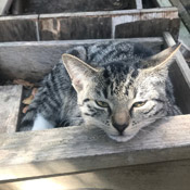 Über 20 junge Katzen und Katzenbabys suchen ein Zuhause
