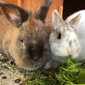 Kaninchen haben ein neues Zuhause gefunden
