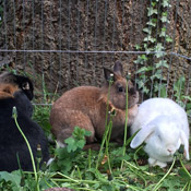Kaninchen haben ein neues Zuhause gefunden