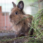 Kaninchen suchen ein neues Zuhause