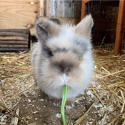 Kaninchen Max sucht ein neues Zuhause
