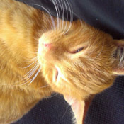 Milow
