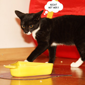 Minou