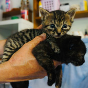 Sieben Katzenkinder haben ein Zuhause gefunden!