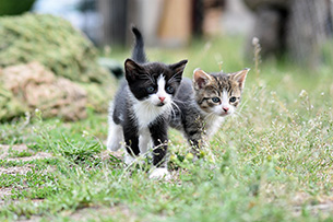 78.000  Streunerkatzen aus einem Wurf nach 7 jahren